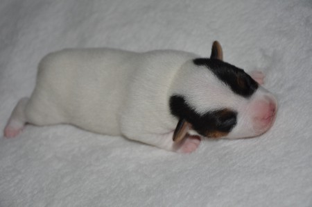 DIDO: "...kleine Königinnen müssen aber ab & an auch mal D-ÖSEN!!!"